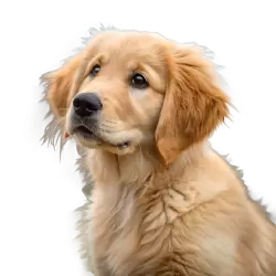 Imagen PNG para descargar